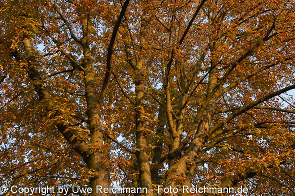 2011_10_02-18.07.48h_0300