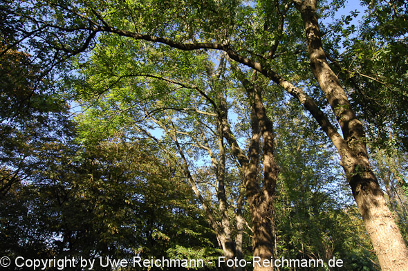 2011_10_16-14.36.22h_0306