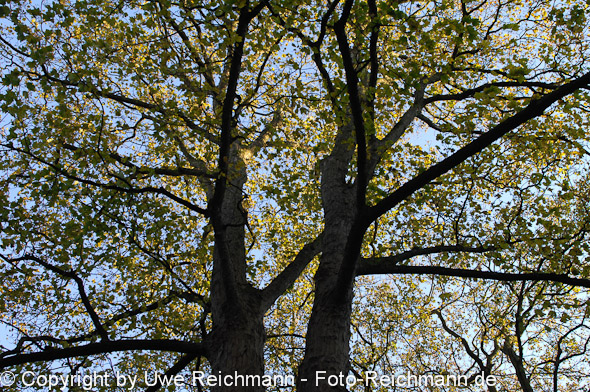 2011_10_23-17.12.02h_0059