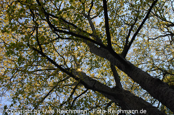 2011_10_23-17.12.08h_0060