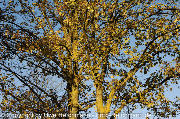 2011_10_23-17.15.02h_0064