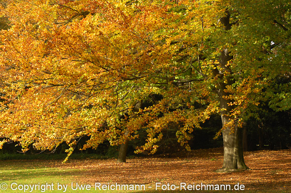 2011_10_27-14.48.30h_0063