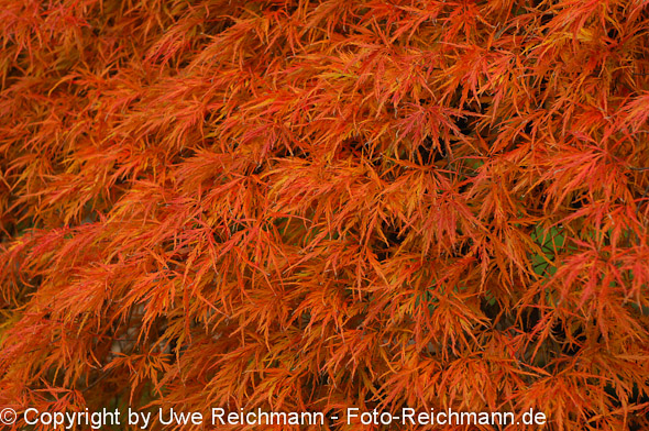 2011_10_27-14.59.18h_0079