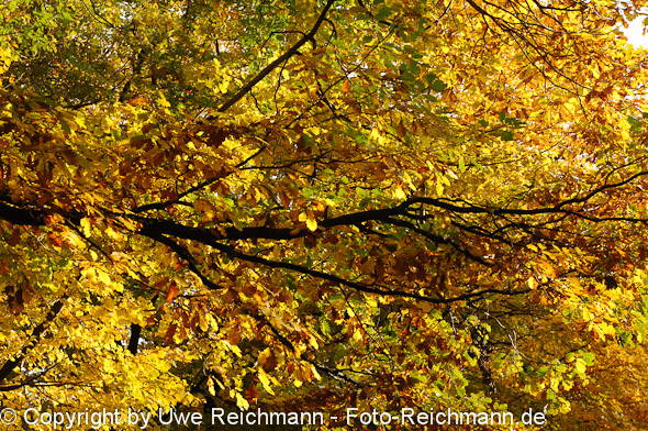 2011_10_29-16.24.30h_0312