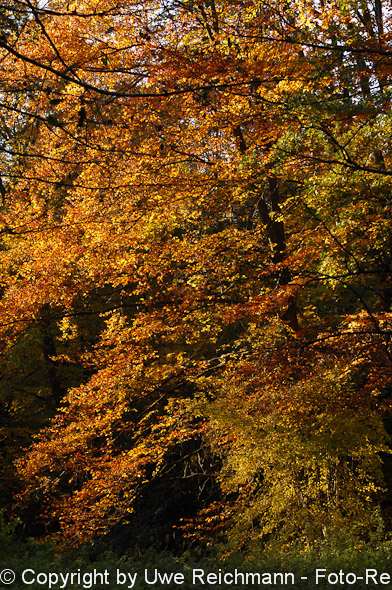 2011_10_29-16.40.20h_0371